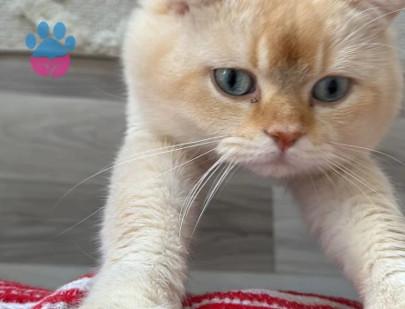 British Shorthair Oğlumuza Gelin Arıyoruz