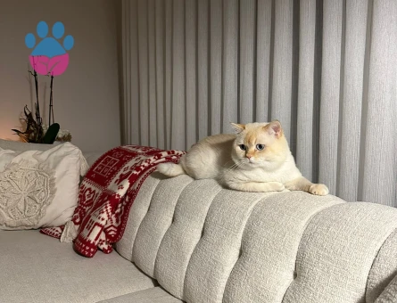 British Shorthair Oğlumuza Gelin Arıyoruz