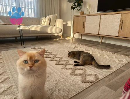 British Shorthair Oğlumuza Gelin Arıyoruz