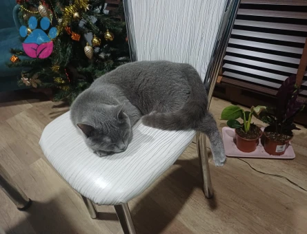 Kedim maya için eş arıyorum