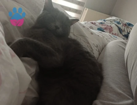 Kedim maya için eş arıyorum