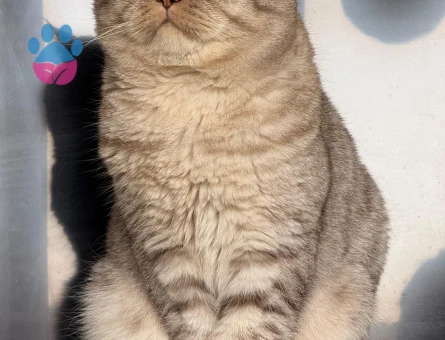 Oğluma çiftleştirmek için gelin arıyorum