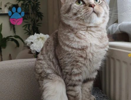 Oğluma çiftleştirmek için gelin arıyorum