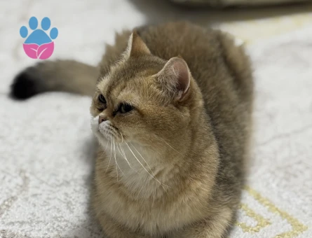 Golden N11 kızıma eş arıyorum