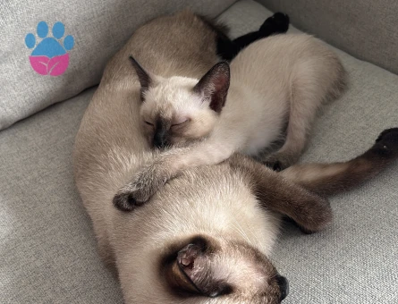 Erkek Siyam Arıyoruz