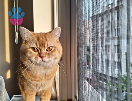 British shorthair 3 Yaşında Kedim Eş Arıyor