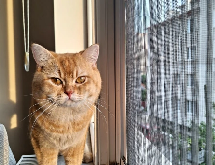British shorthair 3 Yaşında Kedim Eş Arıyor - 118982269