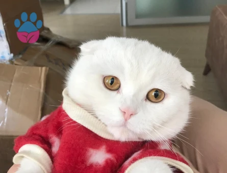 Şecereli Scottish Fold 3 Yaşında Eş Arıyor