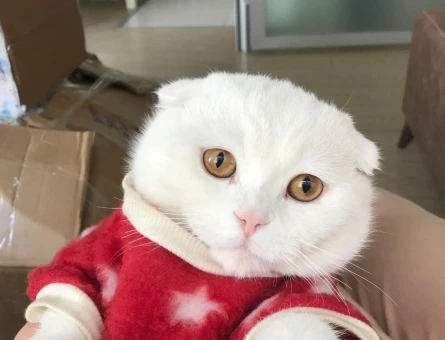 Şecereli Scottish Fold 3 Yaşında Eş Arıyor - 118982270