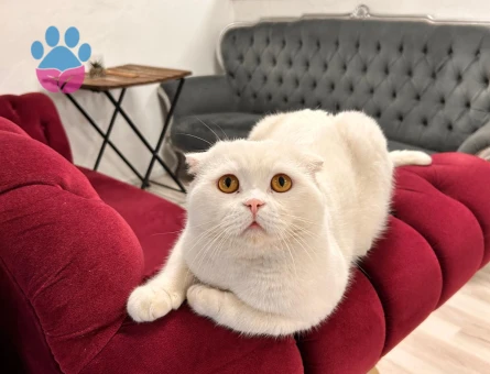 Şecereli Scottish Fold 3 Yaşında Eş Arıyor