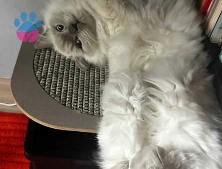 British Longhair 1 Yaşında Eş Arıyor