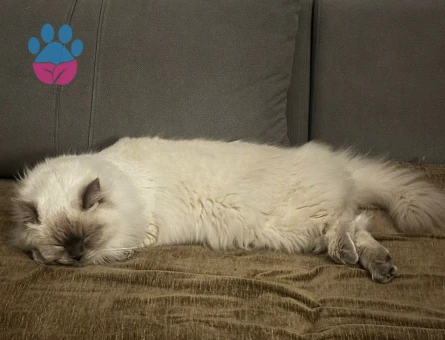 British Longhair 1 Yaşında Eş Arıyor