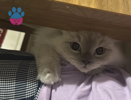 British Longhair 1 Yaşında Eş Arıyor