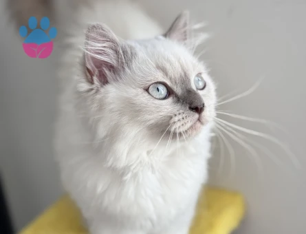 British Longhair 1 Yaşında Eş Arıyor