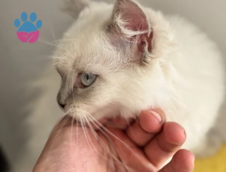 British Longhair 1 Yaşında Eş Arıyor