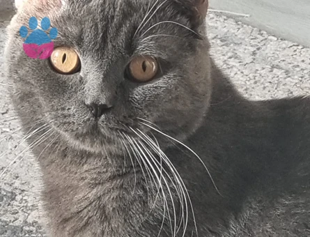 11 aylık oğluşumuza eş arıyoruz