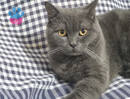 11 aylık oğluşumuza eş arıyoruz