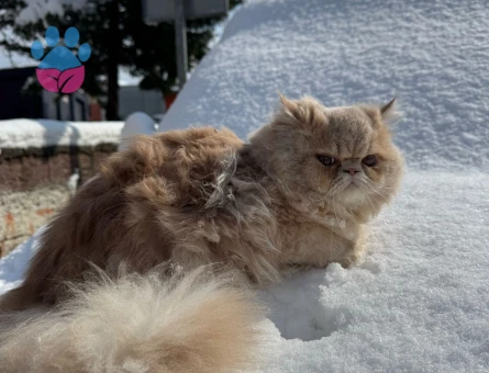 İran oğlumuza eş arıyoruz