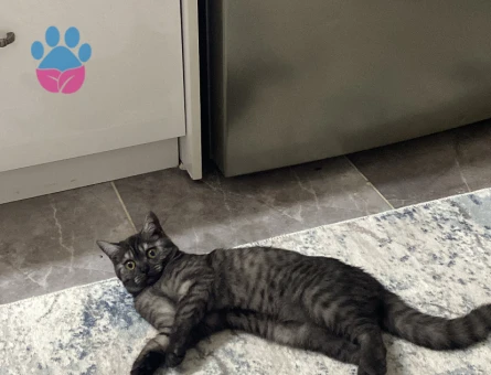 kızımız baliye eş arıyoruz