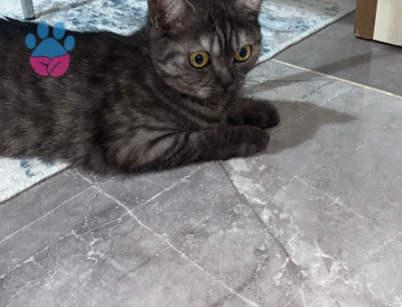 kızımız baliye eş arıyoruz