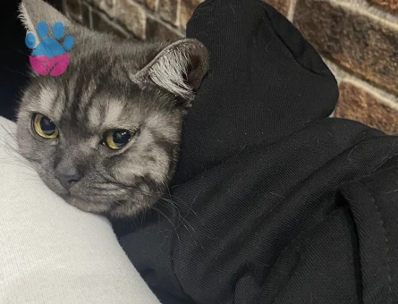 kızımız baliye eş arıyoruz