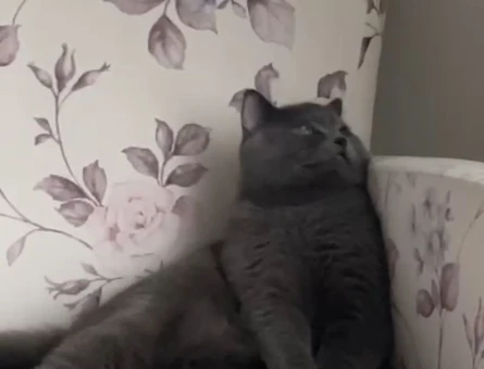 British Shorthair 1 Yaşında Erkek Kızgınlıkta - 118963615