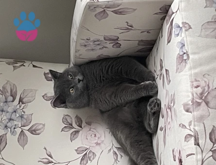 British Shorthair 1 Yaşında Erkek Kızgınlıkta