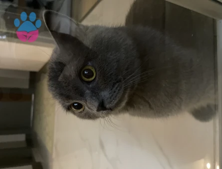 British Shorthair 1 Yaşında Erkek Kızgınlıkta