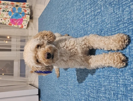 Toy Poodle Oğlumuza Eş Arıyoruz