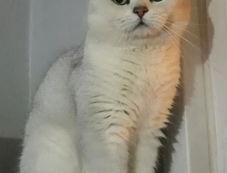 Full Şecereli Oğlumuza Eş Arıyoruz - 118963640