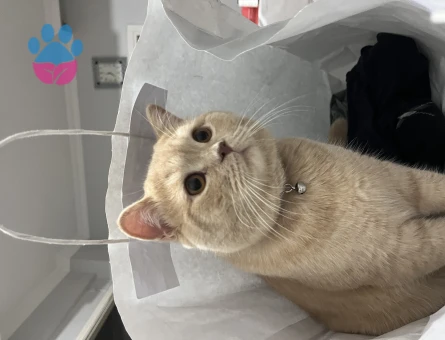British Shorthair Oğlumuz Taliplerini bekliyor