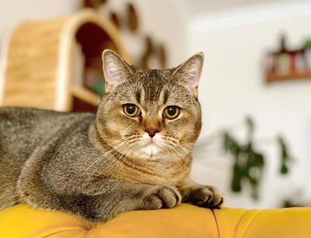 British Shorthair MOCHA Eşini Arıyor - 118963642