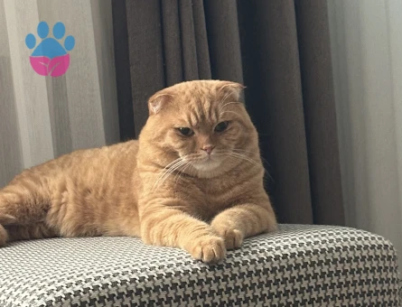 Tecrübeli British Shorthair 1 Yaşında