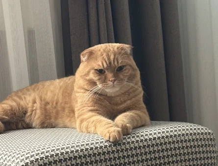 Tecrübeli British Shorthair 1 Yaşında - 118963645