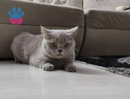 Scottish Straight 1 Yaşında Kedim Eş Arıyor