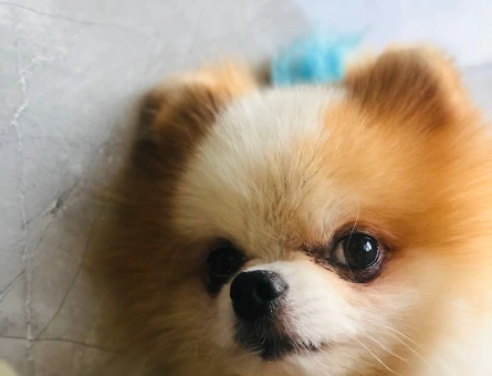 Poomeranian Boo Teddy Oğluma Eş Arıyorum - 118963652