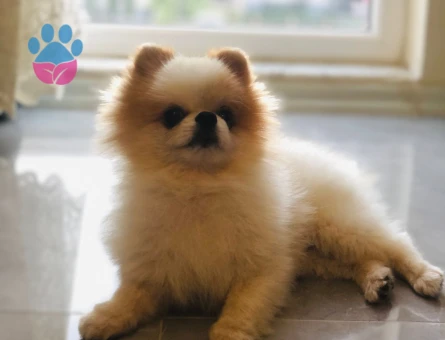Poomeranian Boo Teddy Oğluma Eş Arıyorum