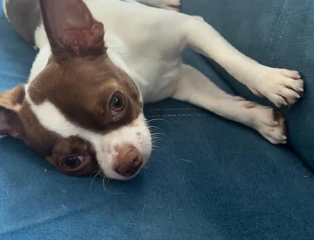 Chihuahua 2 Yaşında oğluma Eş Arıyorum - 118975533