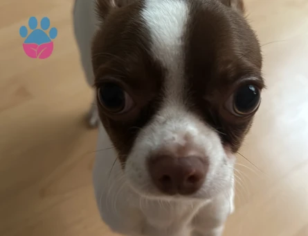 Chihuahua 2 Yaşında oğluma Eş Arıyorum