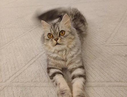 Kedi - 118975536