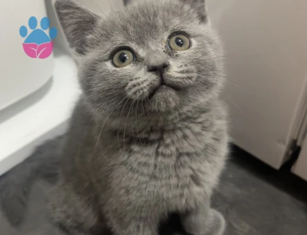 çok akıllı bir kedi