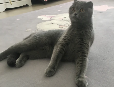 Kedim maya için eş arıyorum - 118975543