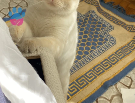 Kedi eş ariyorum britishshorthair