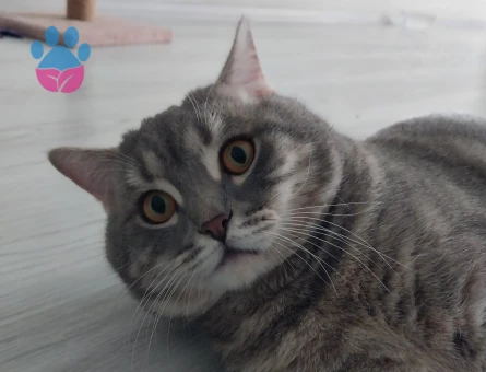 11 aylık kedime eş ariyorum