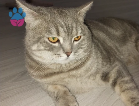 11 aylık kedime eş ariyorum