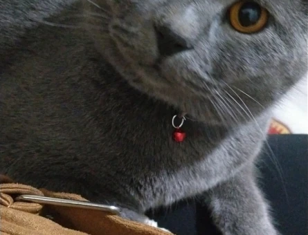 Çiftleştirmek için bristish dişi kedi arıyorum - 118975558