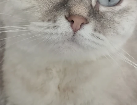 Scottish Fold Kedim 2 Yaşında Eş Arıyor - 118975559