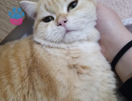 British çiftleştirmek istiyorum