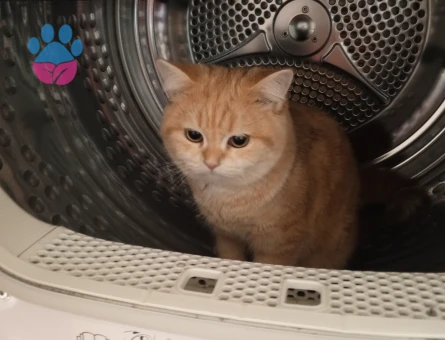 British çiftleştirmek istiyorum