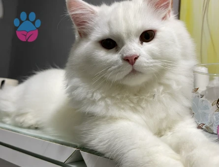 Acil çiftleşmesi lazım :)